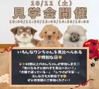 トイプードル(トイ)【静岡県・男の子・2025年7月6日・レッド】の写真2「🐶10/11(土)開催🎉人気の小型犬40頭が大集合！」