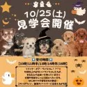 トイプードル(トイ)【静岡県・女の子・2025年7月13日・レッド】の写真2「10/25(土)開催🍁 秋はお迎えベストシーズン！小型犬見学会🐶」