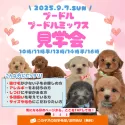 シーズー【静岡県・男の子・2025年5月19日・ゴールド&ホワイト】の写真2「30頭以上大集合！未掲載の子も参加する特別見学会🐶💕」