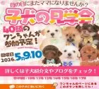 ポメラニアン【静岡県・男の子・2026年3月20日・オレンジ】の写真2「📣【母の日に素敵な出会いを】🌷5/9，5/10は、子犬の見学会開催🐶✨」