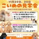 マルプー(マルチーズ×トイプードル)【静岡県・女の子・2025年10月2日・アプリコット】の写真2「⛄️🐾 この冬、最高の出会いを｜11/29・30見学会開催🎀」