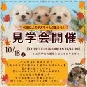 トイプードル(トイ)【静岡県・男の子・2025年8月25日・アプリコット】の写真2「10/18(土)開催🍁 秋はお迎えベストシーズン！小型犬見学会🐶」