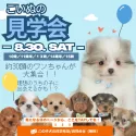 トイプードル(トイ)【静岡県・男の子・2025年7月7日・レッド】の写真2「8/30(土)🎉 約30頭の子犬が大集合！大規模見学会🐾」
