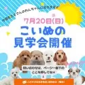 チワワ(ロング)【静岡県・女の子・2025年5月10日・ブラックタン&ホワイト】の写真2「🐶人気犬種集合！直接触れて相性チェックしよう🎵」