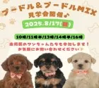 ミニチュアダックスフンド(ロング)【静岡県・男の子・2025年7月2日・シェーデッドレッド】の写真2「会える・触れる・恋に落ちる、プードルの夏祭り🎆」