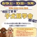 ポメラニアン【静岡県・女の子・2025年6月16日・オレンジ】の写真2「この夏、不安ゼロで迎える準備を✨8/9〜11見学会」