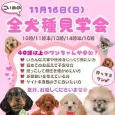 ミニチュアダックスフンド(ロング)【静岡県・女の子・2025年9月3日・ブラック&タン】の写真2「🐶11/16全犬種見学会開催🐶🎉」