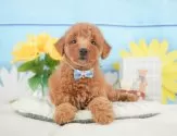トイプードル(トイ)【静岡県・男の子・2025年5月22日・レッド】の写真3「⚠️全頭総額表示⚠️✨接種済みワクチン代、マイクロチップ代、健康診断込み✨」