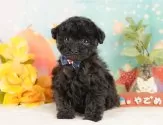 トイプードル(トイ)【静岡県・男の子・2025年10月17日・ブラック】の写真3「⚠️全頭総額表示⚠️✨接種済みワクチン代、マイクロチップ代、健康診断込み✨」