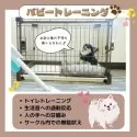 タイニープードル【静岡県・男の子・2025年4月27日・アプリコット】の写真4「💪パピートレーニング実施中🐶お迎え後も安心できるよう日々特訓しております🎶」