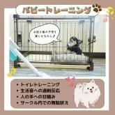 トイプードル(トイ)【静岡県・男の子・2025年5月22日・レッド】の写真4「💪パピートレーニング実施中🐶お迎え後も安心できるよう日々特訓しております🎶」