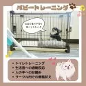 トイプードル(トイ)【静岡県・女の子・2025年3月22日・レッド】の写真4「💪パピートレーニング実施中🐶お迎え後も安心できるよう日々特訓しております🎶」