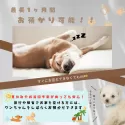 ポメラニアン【静岡県・女の子・2025年6月16日・オレンジ】の写真4「👀すぐにお迎えが難しい方必見✨夏休み期間🐶お預かりもできちゃいます☀️🏖️」