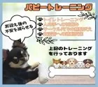 ポメラニアン【静岡県・女の子・2025年4月10日・ブラックタン】の写真4「💪パピートレーニング実施中🐶お迎え後も安心できるよう日々特訓しております🎶」