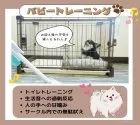 トイプードル(トイ)【静岡県・女の子・2025年8月14日・レッド】の写真4「🌈新生活をスムーズに💛 わんちゃんもご家族も安心できるパピトレを実施中🐾」