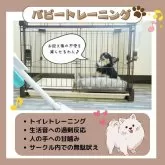トイプードル(トイ)【静岡県・男の子・2025年1月7日・ブラック】の写真4「💪パピートレーニング実施中🐶お迎え後も安心できるよう日々特訓しております🎶」