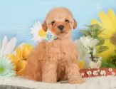 トイプードル(トイ)【静岡県・男の子・2025年8月25日・アプリコット】の写真5「🐾トレーニング内容🐾・サークル内でのトイレトレーニング・甘嚙み・無駄吠え・生活音への慣れ」