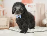トイプードル(トイ)【静岡県・男の子・2025年7月3日・シルバー】の写真6「🐾トレーニング内容🐾・サークル内でのトイレトレーニング・甘嚙み・無駄吠え・生活音への慣れ」