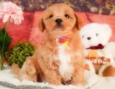 マルプー(マルチーズ×トイプードル)【静岡県・男の子・2025年3月13日・アプリコット】の写真7「見学したその日のお迎えもOK！」