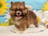 ポメラニアン【静岡県・男の子・2025年4月10日・オレンジ】の写真7「🐶複数頭見学もOK🐶一回の見学で兄弟や他のワンちゃんも見学できます🎶」