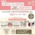 トイプードル(トイ)【静岡県・女の子・2025年8月7日・レッド】の写真7「愛知・広島で近隣引き渡しサービスをご利用の場合、どうぶつサポート料3万円が実質無料🎉🐶✨」