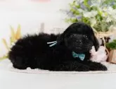 トイプードル(トイ)【静岡県・男の子・2025年1月7日・ブラック】の写真8「🐶複数頭見学もOK🐶一回の見学で兄弟や他のワンちゃんも見学できます🎶」