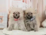 ポメラニアン【静岡県・男の子・2025年6月9日・ウルフセーブル】の写真9「きょうだいちゃんです💛」
