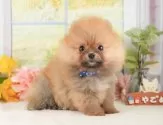 ポメラニアン【静岡県・女の子・2025年10月2日・オレンジ】の写真8「🍥当日見学もOK🍥気になる子にはすぐに会いに来てください💕」