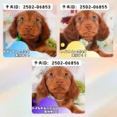 カニンヘンダックスフンド(ロング)【静岡県・男の子・2025年1月11日・レッド】の写真9「きょうだいちゃんです💛」