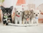 チワワ(ロング)【静岡県・男の子・2025年7月6日・ホワイト】の写真11「きょうだいちゃんです💛」