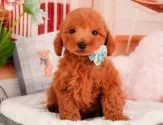 トイプードル(トイ)【静岡県・男の子・2025年3月22日・レッド】の写真10「🐶複数頭見学もOK🐶一回の見学で兄弟や他のワンちゃんも見学できます🎶」