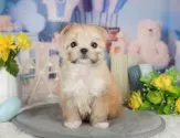 チワマル(マルチーズ×チワワ)【静岡県・男の子・2025年7月8日・フォーン&ホワイト】の写真11「🐶複数頭見学もOK🐶一回の見学で兄弟や他のワンちゃんも見学できます🎶」