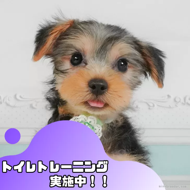 ID:2409-04693の子犬