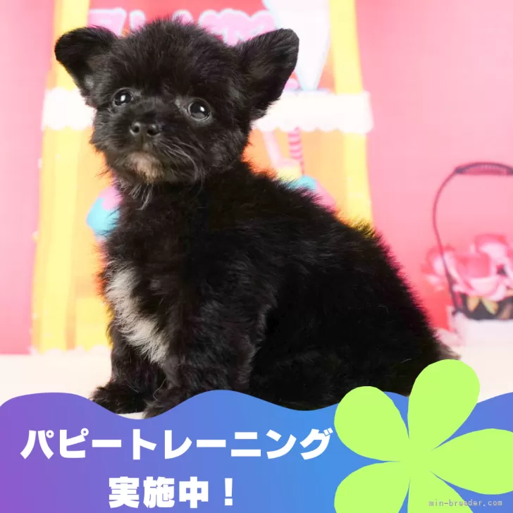ID：2406-01045の子犬