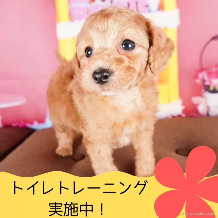 Y.M 様のお迎えした子犬