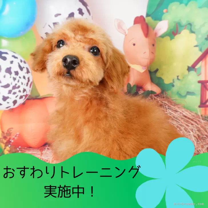 A.Y 様のお迎えした子犬