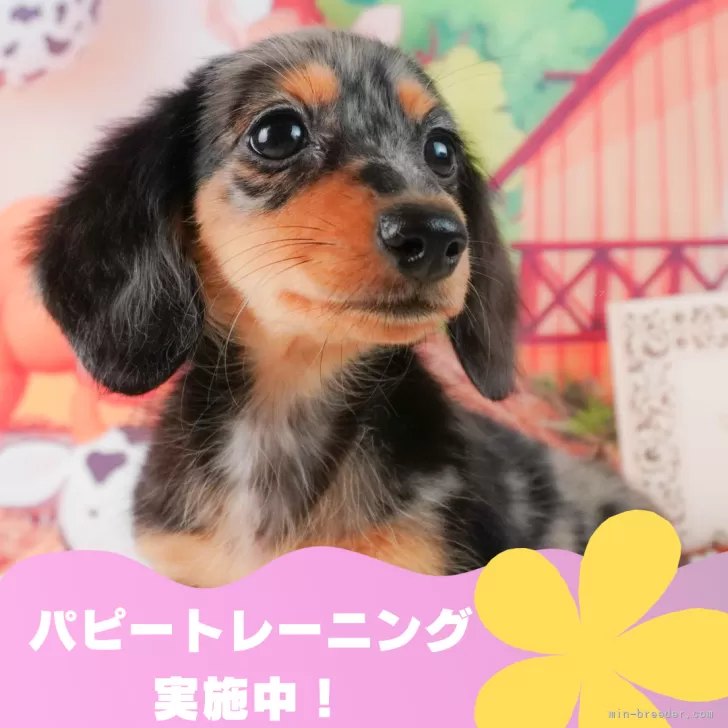 ID：2407-07754の子犬