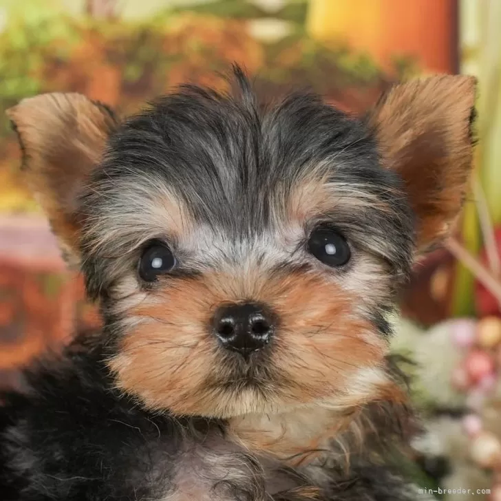 E.K 様のお迎えした子犬