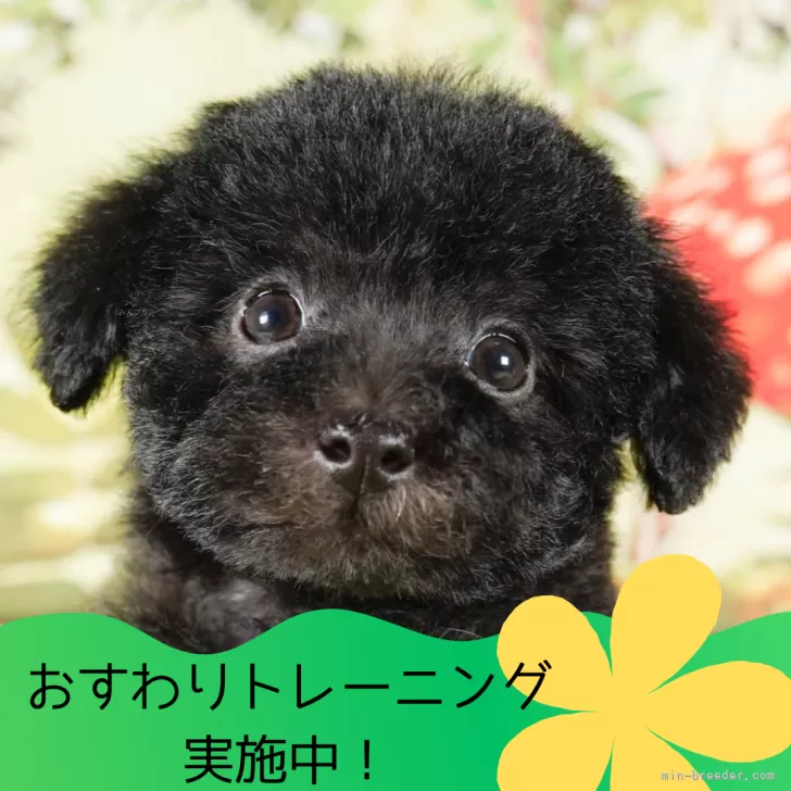 おぎママ 様のお迎えした子犬