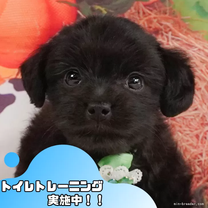 ID：2410-05748の子犬