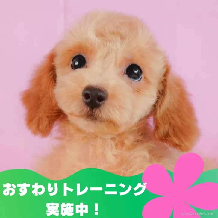 ID：2406-04571の子犬