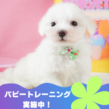 マルチーズ【静岡県・男の子・2024年7月4日・ホワイト】の写真「9月15日(日)見学会開催🎉」