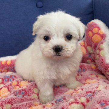 マルチーズ【静岡県・女の子・2024年7月4日・ホワイト】の写真「🐶パピートレーニング実施中💓」