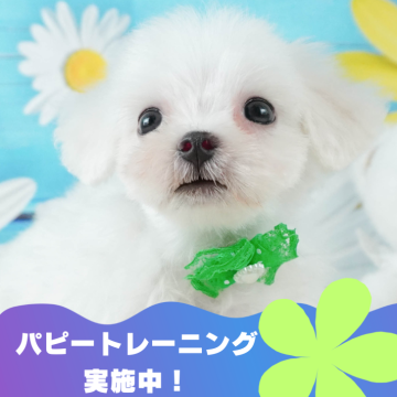 マルチーズ【静岡県・男の子・2024年7月4日・ホワイト】の写真「8月24日(土)見学会開催🎉」