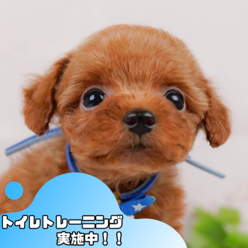 トイプードル(トイ)【静岡県・男の子・2024年8月10日・レッド】の写真「🎉12/21(土)、22（日）見学会開催🎉」