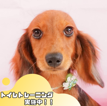 ミニチュアダックスフンド(ロング)【静岡県・女の子・2024年5月31日・レッドダップル】の写真「11/16(土)触れ合いしつけ相談会開催🎉」