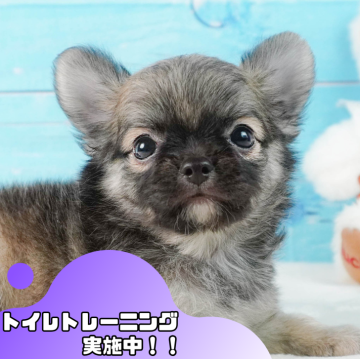 チワワ(ロング)【静岡県・男の子・2024年7月29日・フォーン】の写真「🐶トイレトレーニング実施中！！」