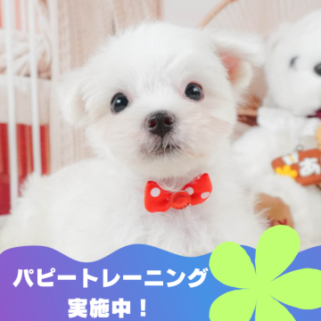 マルチーズ【静岡県・男の子・2024年7月4日・ホワイト】の写真「パピートレーニング実施中🐶」