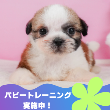 シーズー【静岡県・男の子・2024年5月29日・ホワイト&ゴールド】の写真「🐶パピートレーニング実施中💓」