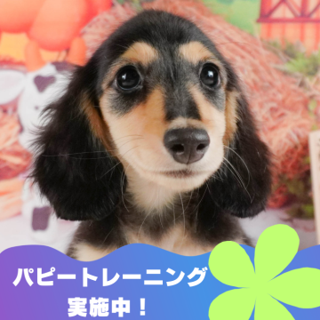 ミニチュアダックスフンド(ロング)【静岡県・男の子・2024年6月2日・ブラックタン】の写真「8月24日(土)見学会開催🎉」